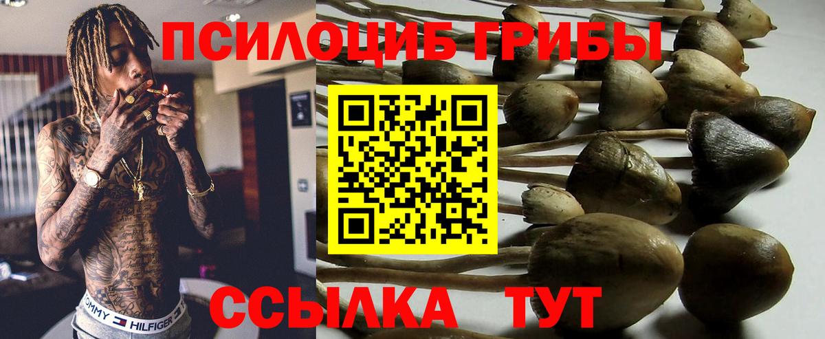 Псилоцибиновые грибы Psilocybe Туймазы
